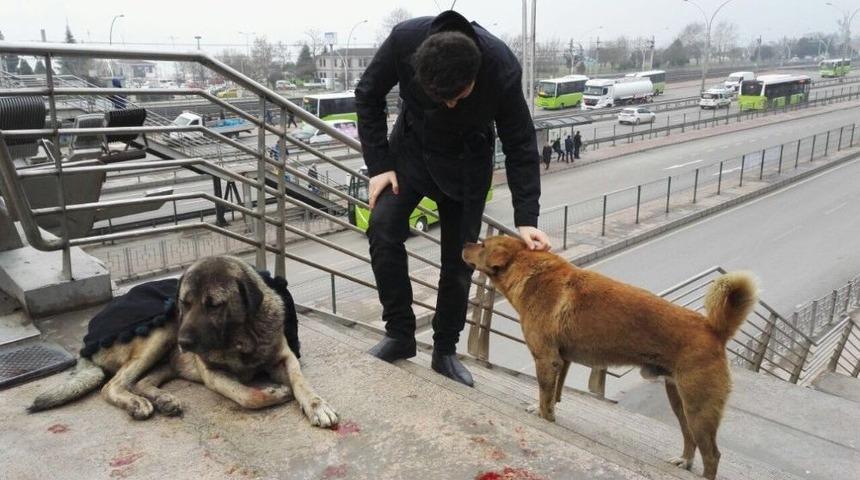 Yaralı K&ouml;peğin Başından Bir An Olsun Ayrılmadı
