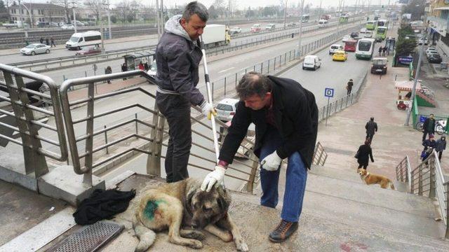 Yaralı Köpeğin Başından Bir An Olsun Ayrılmadı