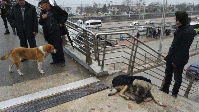 Yaralı Köpeğin Başından Bir An Olsun Ayrılmadı