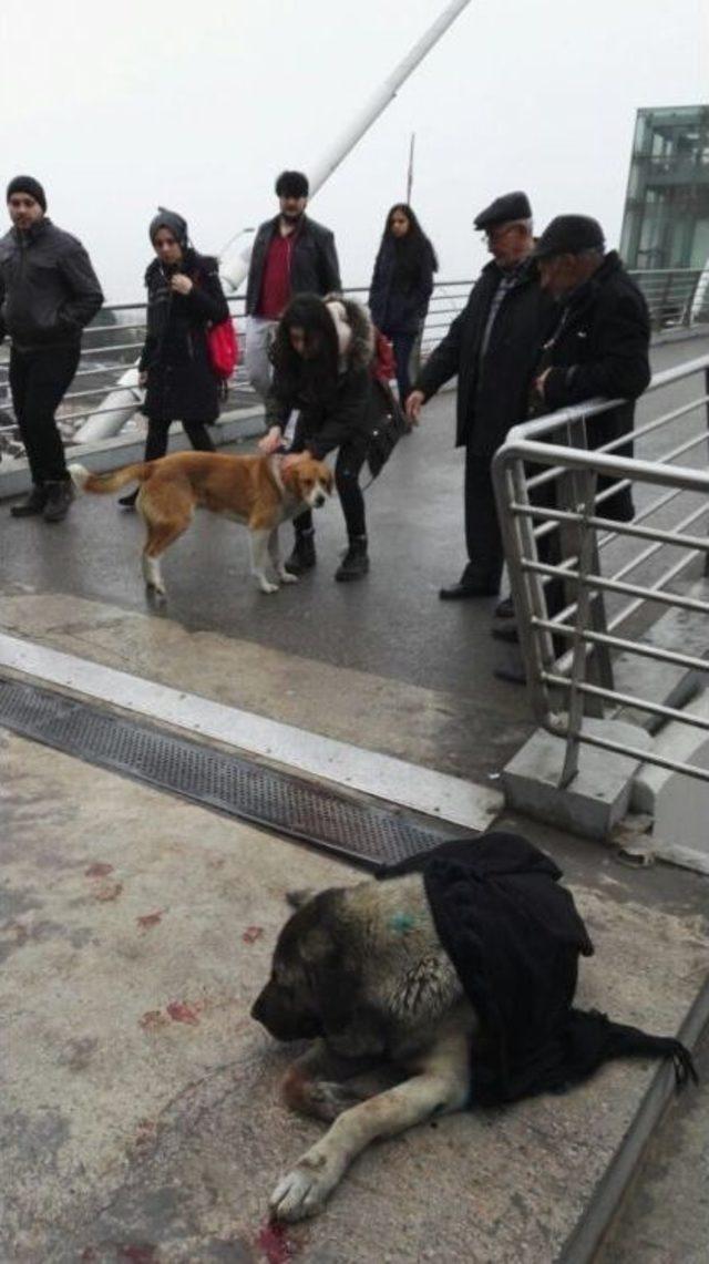 Yaralı Köpeğin Başından Bir An Olsun Ayrılmadı