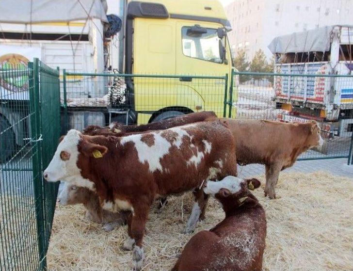 Bakan Çelik Büyükbaş Teslim Törenine Katıldı G3