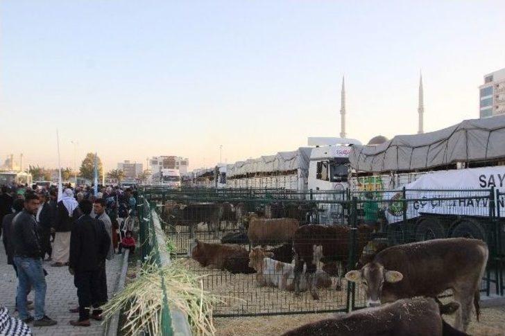 Bakan Çelik Büyükbaş Teslim Törenine Katıldı G4