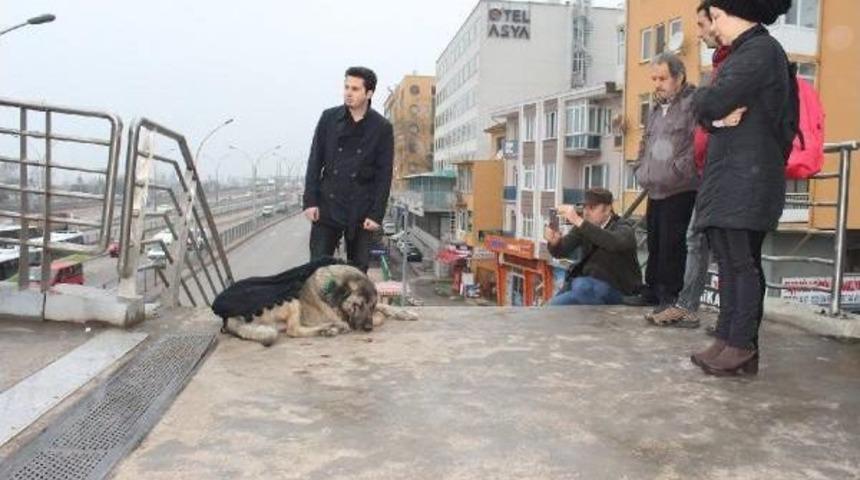 Yaralı Sokak K&ouml;peğinin &Uuml;zerine Şalını &Ouml;rtt&uuml;