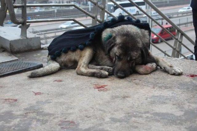 Yaralı Sokak Köpeğinin Üzerine Şalını Örttü