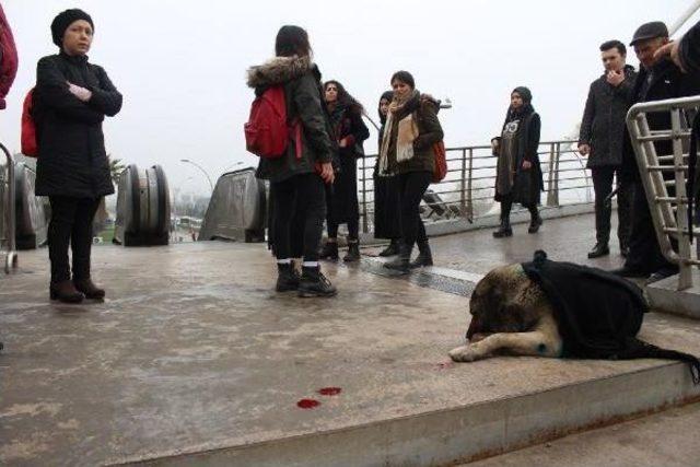 Yaralı Sokak Köpeğinin Üzerine Şalını Örttü