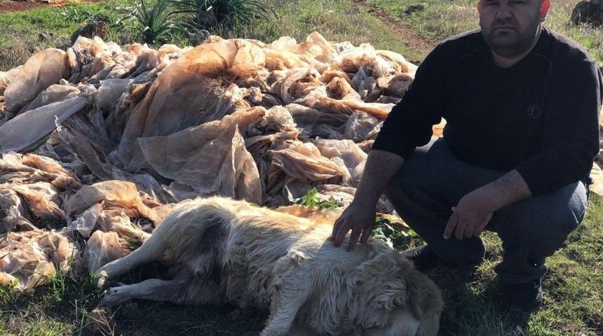 2 K&ouml;pek Daha Zehirlendi