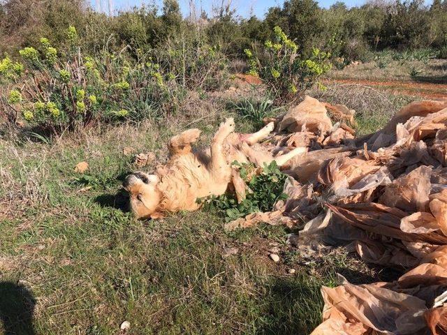 2 Köpek Daha Zehirlendi