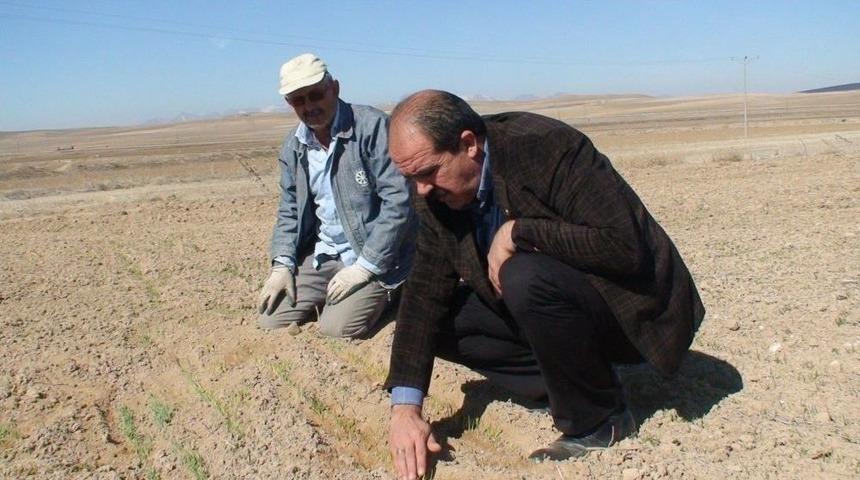 Konya Ovasında Buğdaylar Yeşermeye Başladı