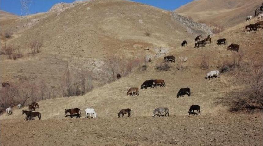 Hakkari&rsquo;de 60 Katır Koruma Altında