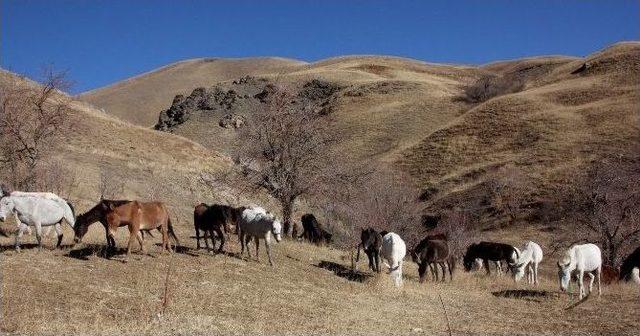 Hakkari’de 60 Katır Koruma Altında