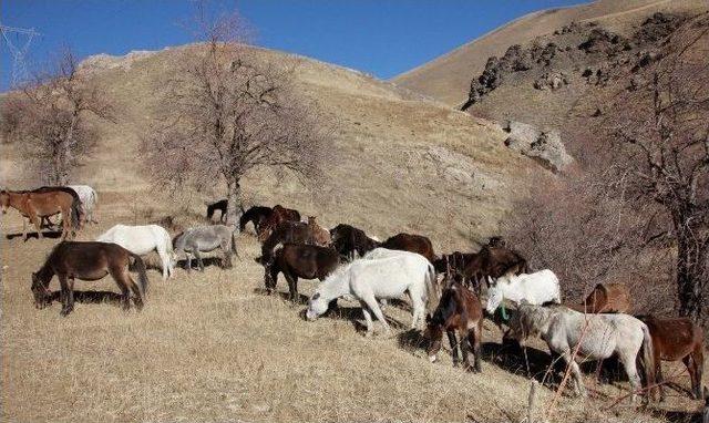 Hakkari’de 60 Katır Koruma Altında