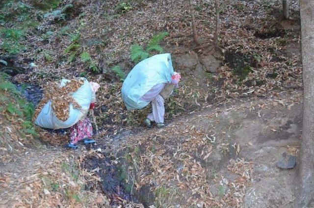 Karadeniz Kadını Zor Yükün Altına Giriyor