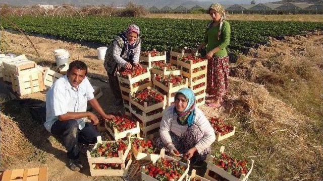 Antalya’da Kış Dönemi Çilek Hasadı Başladı