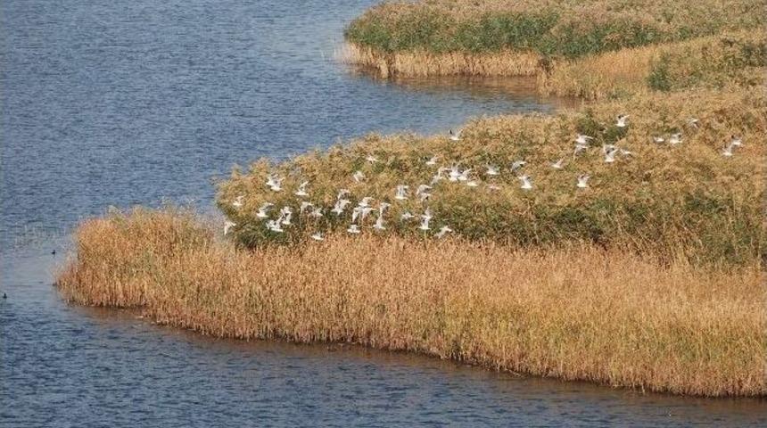 Orman Ve Su İşleri Bakanlığı Gala G&ouml;l&uuml; Milli Parkı&rsquo;ndaki Kuşları Saydı