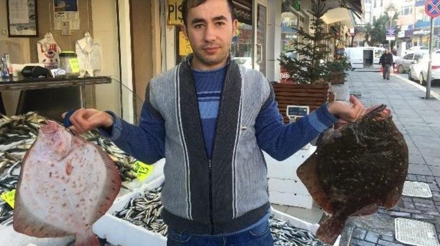 Kalkan Balığının Fiyatında Artış Yaşanıyor