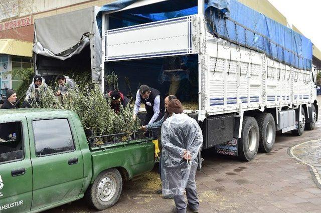 Kahramanmaraş’ta Çiftçiye Fidan Desteği