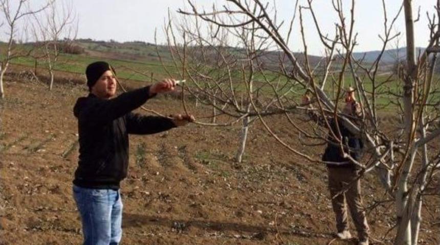 Ceviz Budama Teknikleri