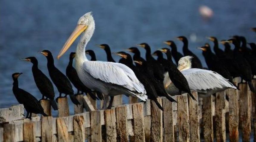 Birincilik &Ouml;d&uuml;l&uuml; 'karabatak Ve Pelikan' Fotoğrafının