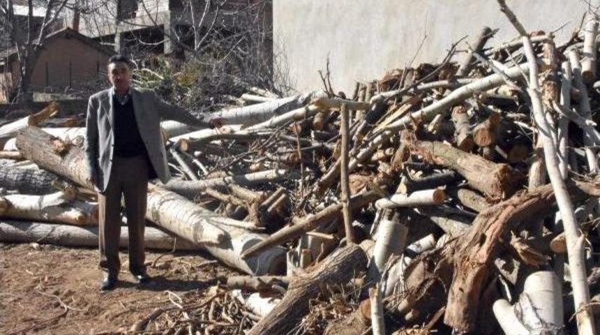 Toplulaştırma Y&uuml;zlerce Ağacın Kesilmesine Neden Oldu