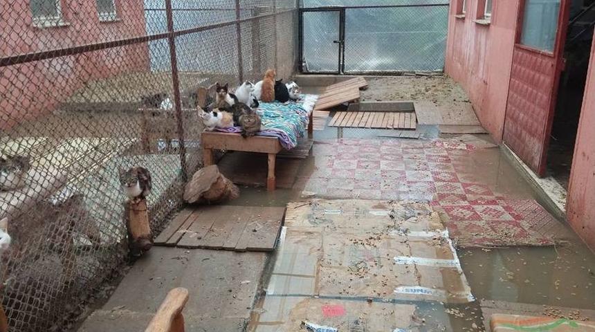 Barınaktaki Kediler Sular Altında Kaldı