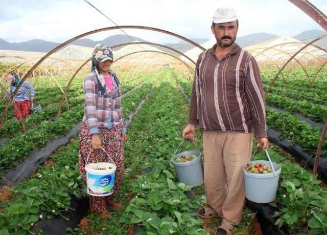 Gazipaşa'da 25 Bin Ton Çilek Rekoltesi Bekleniyor