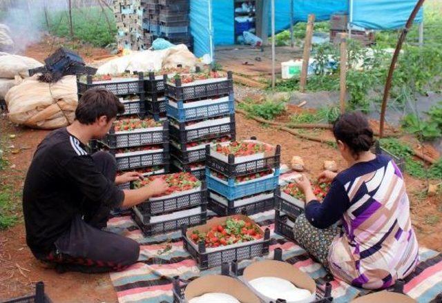 Gazipaşa'da 25 Bin Ton Çilek Rekoltesi Bekleniyor