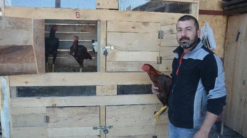 Kaportacı Ustası İş Yerinde Horoz Ve Tavuk Bakıyor