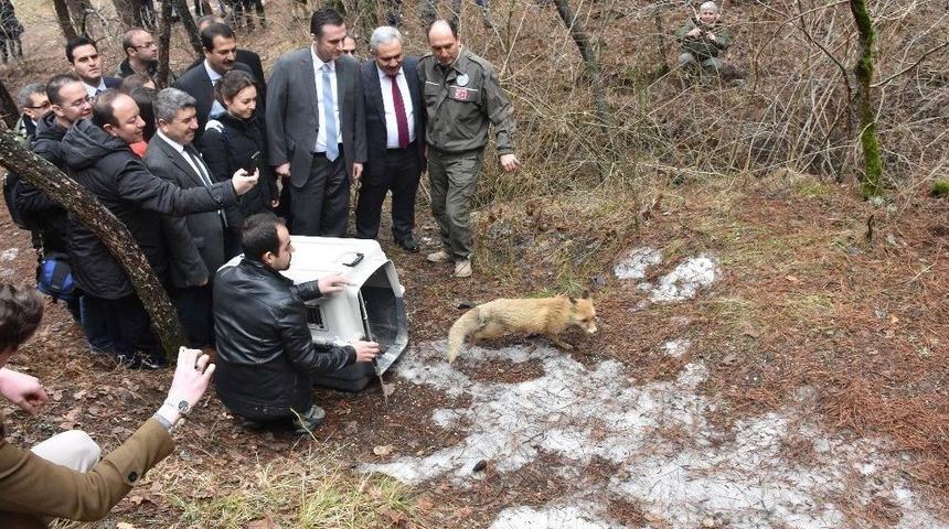 Kızılcahamam&rsquo;da Tedavileri Yapılan Yaban Hayvanları Doğaya Bırakıldı
