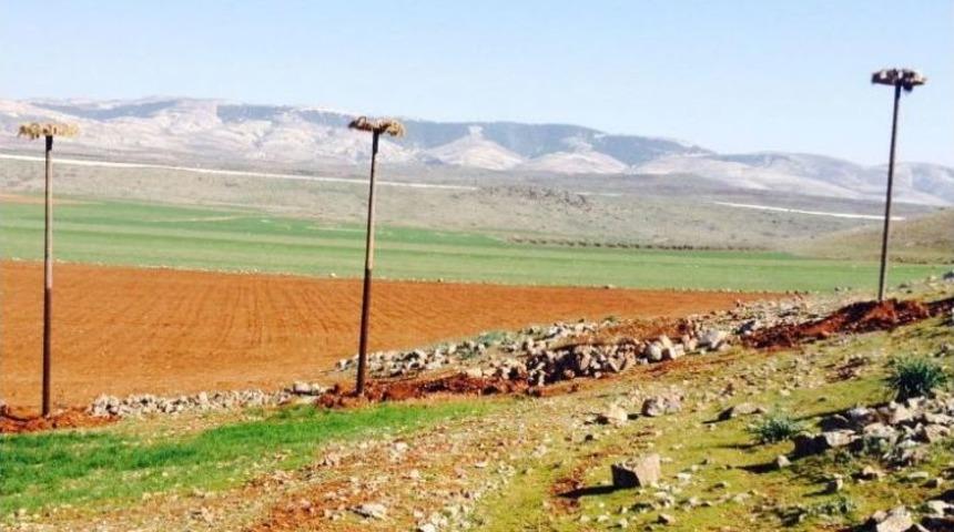 Leylekler Yeni Yuvalarında Güvende