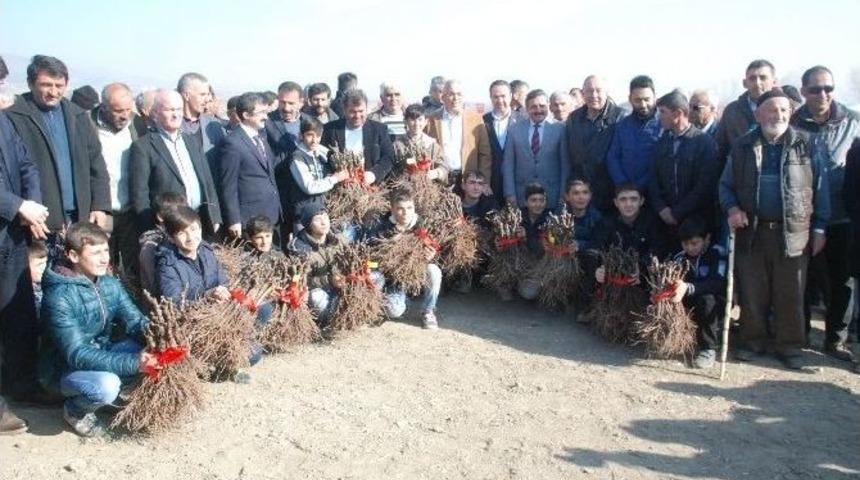 Tokat&rsquo;ta 800 Dekarlık Modern Bağ Tesisi Kuruldu