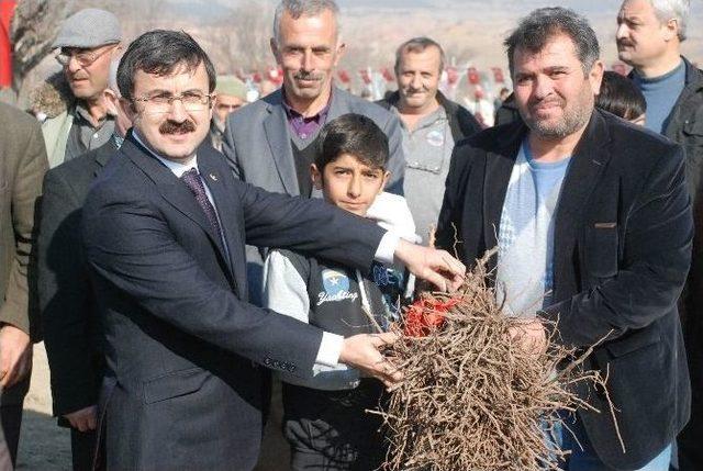 Tokat’ta 800 Dekarlık Modern Bağ Tesisi Kuruldu