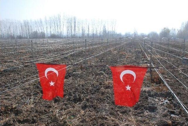 Tokat’ta 800 Dekarlık Modern Bağ Tesisi Kuruldu