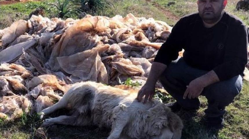 Antalya'da Aynı Yerde 2 K&ouml;pek Daha Kaledildi
