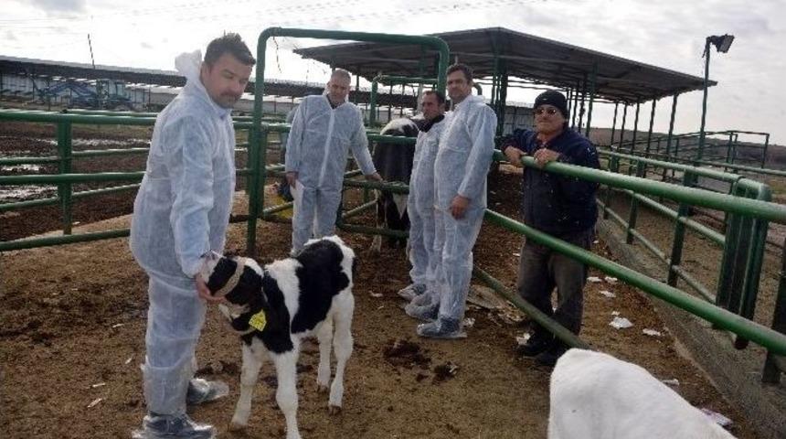 Eski H&uuml;k&uuml;ml&uuml; Girişimci, Besi Hayvancılığı İ&ccedil;in İlk Desteğini Devletten Aldı