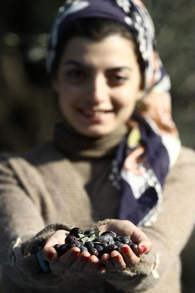 Dünya Zeytin Günü'ne Prim Desteği Çağrısı