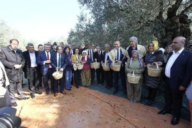 Dünya Zeytin Günü'ne Prim Desteği Çağrısı