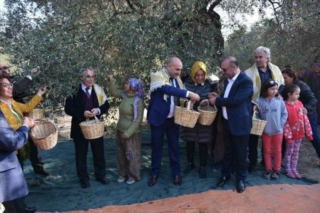 Asırlık Ağa&ccedil;lardan Zeytin Topladılar