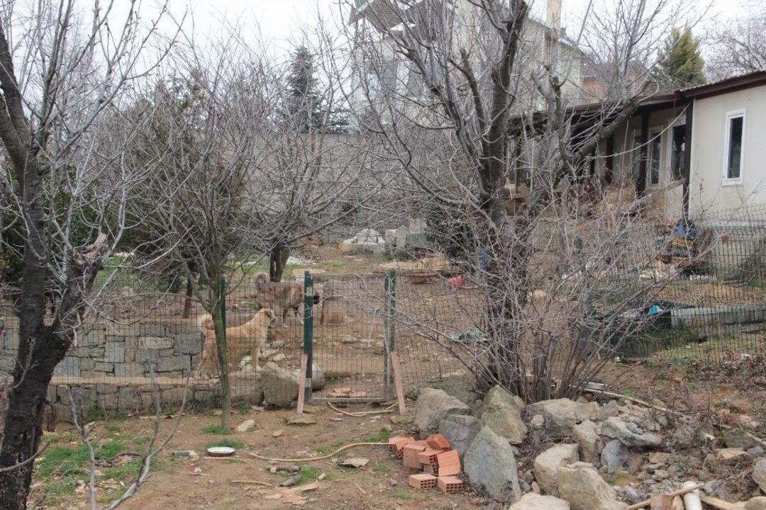 (&ouml;zel Haber)estetik Uzmanının Hayvan Sevgisi, Mahalleliyi İsyan Ettirdi