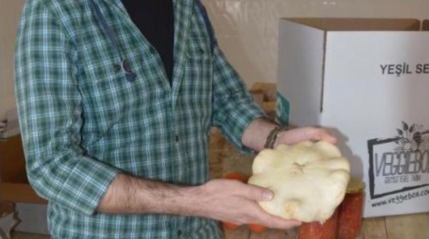 Solucan G&uuml;bresi, Geleneksel Tohum Ile Hayat Buldu