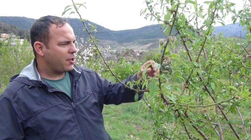 Yılın İlk &Ccedil;ağla Hasadı Silifke&rsquo;de Yapıldı