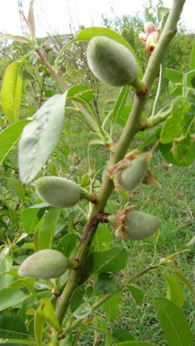 Yılın İlk Çağla Hasadı Silifke’de Yapıldı