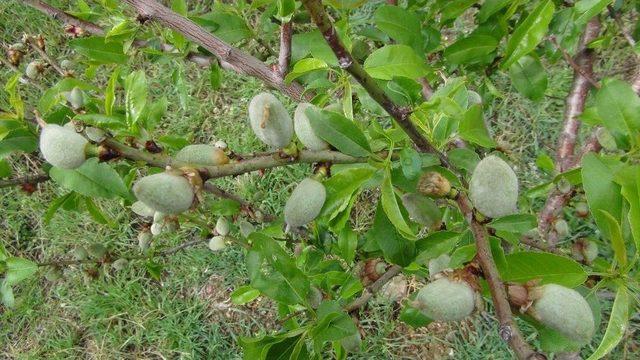 Yılın İlk Çağla Hasadı Silifke’de Yapıldı