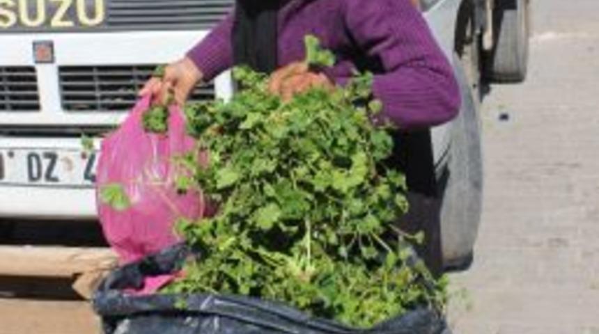 Kış Aylarında T&uuml;ketilen Otlara İlgi