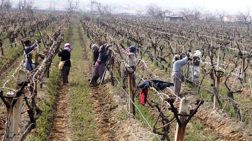 Sarıg&ouml;l&rsquo;&uuml;n &Uuml;z&uuml;m Bağlarında Hummalı &Ccedil;alışma