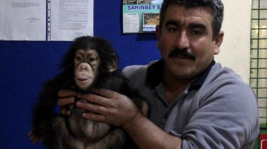 Annesinin İlgilenmediği Minik Şempanze Can&rsquo;a &Ouml;zel Bakım