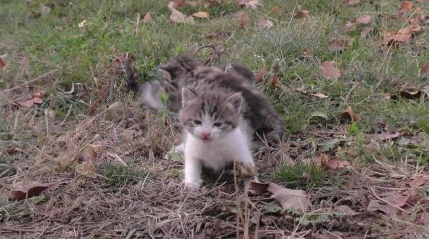 Sahipsiz Yavru Kediler Korumaya Alındı