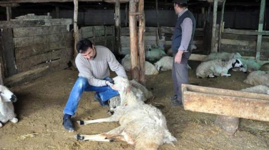 Sorgun&rsquo;Da Telef Olan 40 Koyunda Veba Ş&uuml;phesi