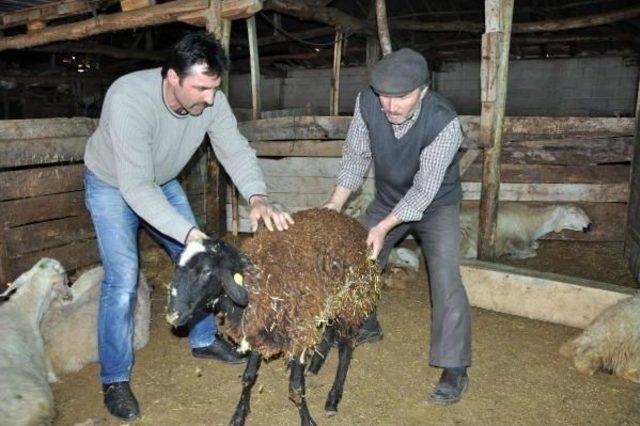 Sorgun’Da Telef Olan 40 Koyunda Veba Şüphesi