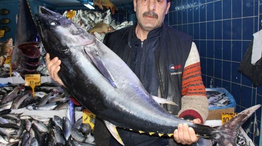 Tezgahlarda Orkinos Bereketi