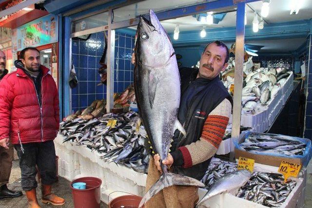 Tezgahlarda Orkinos Bereketi